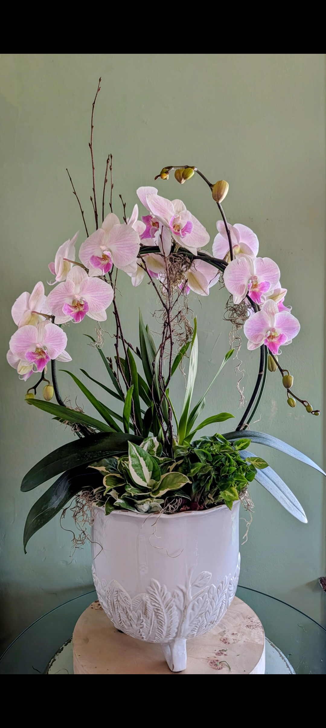 Orchids, Succulent & Plant Gardens — The English Garden